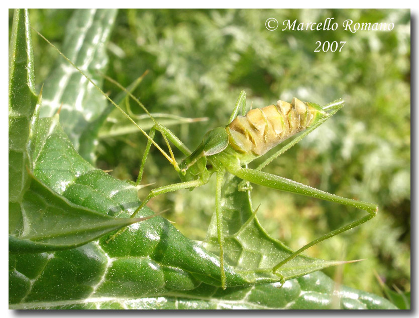 Subadulti di Ortotteri Phaneropteridae parassitati